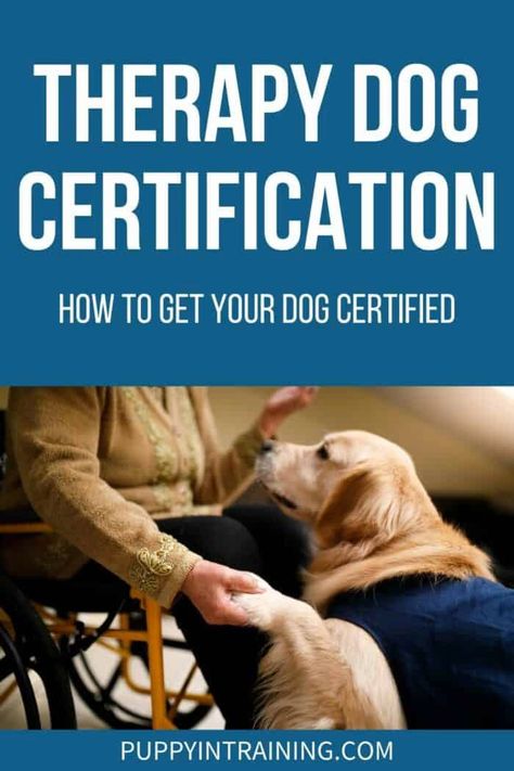 Therapy Dog Certification: How To Get Your Dog Certified - Golden Retriever in jacket giving paw. - As a dog trainer, people often ask me how their dogs can become certified therapy dogs. They want to show the world how great their dogs are--as well as help others. Merle Great Danes, Therapy Dog Training, Dog At Home, Emotional Support Dog, Fun Brain, Therapy Dog, Puppy Training Tips, Train Your Dog, Dog Help