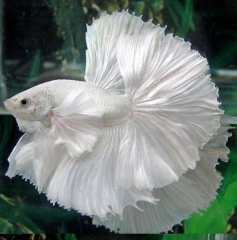 Betta Fish Types, Betta Aquarium, Pretty Fish, Betta Fish Care, Albino Animals, Beta Fish, Betta Fish Tank, Cool Fish, Home Aquarium