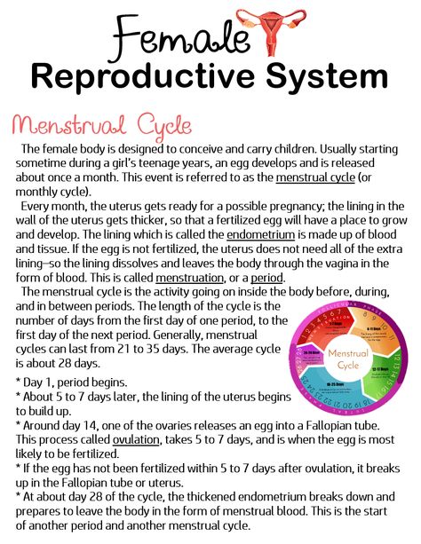 Female Reproductive System Anatomy Notes, Menstrual Cycle Notes, Female Organisms, Female Reproductive System Notes, Reproductive System Notes, Reproductive System Project, Reproductive System Anatomy, Female Reproductive System Anatomy, Reproductive Cycle