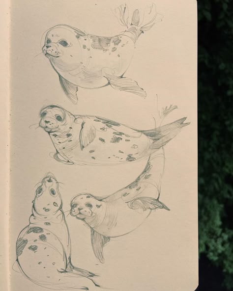 Marine Animal Sketches, Sea Animals Sketch, Sea Lion Drawing, Ocean Creatures Drawings, Seal Sketch, Marine Doodles, Marine Life Drawing, Seal Drawing, Sea Drawing