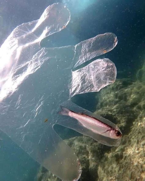 Humans of Capitalism - fish trapped in plastic تلوث المياه, Marine Pollution, Ocean Pollution, Recycled Art Projects, Save Our Earth, Save Our Oceans, Water Pollution, Plastic Pollution, Nature Conservation