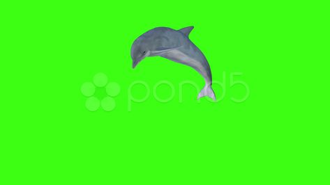 Dolphin in motion on green screen Stock Footage #AD ,#green#motion#Footage#Dolphin Anime Face Shapes, In Motion, Anime Face, Aquatic Animals, Dress Design Sketches, Marine Mammals, Chroma Key, Alpha Channel, Ocean Animals