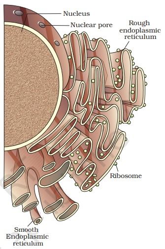 Endoplasmic Reticulum Drawing, Endoplasmic Reticulum Diagram, Digestive System Diagram, Plant Cell Diagram, Endoplasmic Reticulum, Cell Diagram, Prokaryotic Cell, Math Calculator, Geometry Formulas