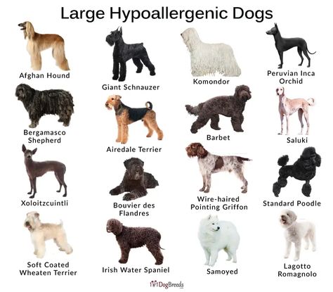 Dog Breeds For First Time Owners, Cute Medium Sized Dogs, Dog Personality Types, Cute Dog Breeds Medium, Hyper Allergenic Dogs Breeds, Medium Size Dog Breeds, Massive Dog Breeds, Dog Breeds Big, Dog Symbolism