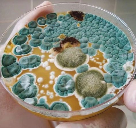 Mold Microscope, Microbial Art, Chrome Liquid, Decay Art, Cells Project, Fungi Art, Growth And Decay, Petri Dishes, Opal Moonstone