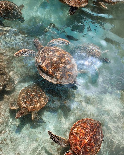 TASH TUTTON on Instagram: “There is nothing like swimming with this many turtles✨” Swimming With Turtles, Turtle Sanctuary, Beautiful Beaches Paradise, Beautiful Beaches, Turtles, A Dream, Instagram A, Swimming, The Incredibles