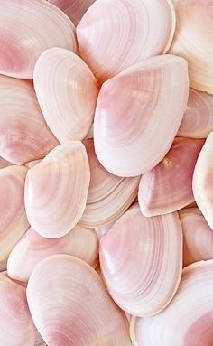 pink shells - Designspiration - Popular | Designspiration - … | Flickr Pink Seashells Aesthetic, Aesthetic Textures, Tout Rose, She Sells Seashells, Tickled Pink, Everything Pink, Alam Yang Indah, Pink Summer, Color Textures