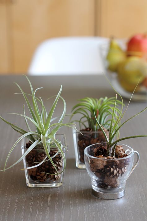 Air Plant Aesthetic, Ways To Display Air Plants, How To Display Air Plants, Air Plants Diy, Air Plant Garden, Plant Centerpieces, Front Porch Plants, Air Plants Decor, Plant Display Ideas