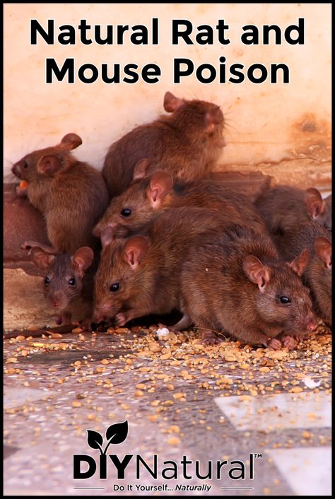 Homemade Mice Poison, All Natural Mouse Repellent, Mice Repellent How To Get Rid Outside, Homemade Mouse Poison, Mouse Poison Homemade, Getting Rid Of Rats In Your Home, Keep Rats Out Of House, Kill Mice In House, Natural Mouse Repellent