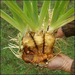 Orris root (Iris germanica) Orris Root, Clean Scalp, Scented Oils, Skin Discoloration, Iris Flowers, Smoother Skin, Planting Herbs, Medicinal Herbs, Lavender Flowers