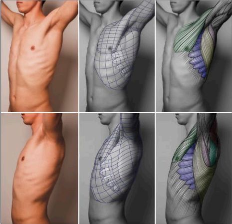 Human Anatomy Reference, Anatomy Practice, Anatomy Tutorial, Human Anatomy Drawing, Human Anatomy Art, Anatomy Sketches, Body Reference Drawing, Anatomy Poses, Anatomy For Artists