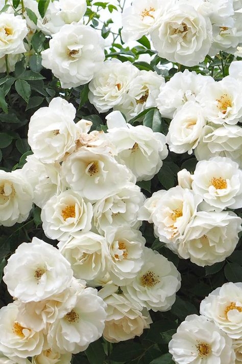 Climbing Iceberg Rose Plant Potted Floribunda White Flowers | Etsy Rose Plant, Beautiful Flowers Photography, Shade Flowers, Moon Garden, Planting Roses, Climbing Roses, White Gardens, Organic Plants, Bulb Flowers