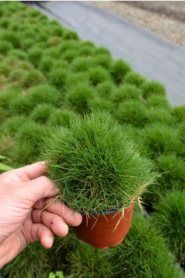 Plant Space, Grass Alternative, Geranium Macrorrhizum, Zoysia Grass, No Mow Grass, Architectural Plants, Garden Grass, Front Yard Landscape, Grass Flower