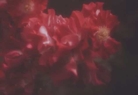 laura makabresku Red Plant Aesthetic, Reddish Pink Aesthetic, Laura Makabresku, Wallpaper Powerpoint, Room Of One's Own, Plant Aesthetic, Summer Rain, Red Aesthetic, Aesthetic Movies