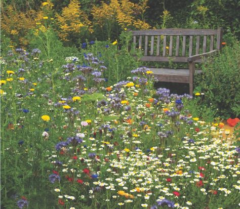 Wildflower Garden Edging, Small Meadow Garden, Wildflower Garden Aesthetic, Wildflower Front Garden, Meadow Garden Landscaping, Wildflower Landscaping Front Yard, Wildflower Yard, Aesthetic Gardens, Plant Wildflowers