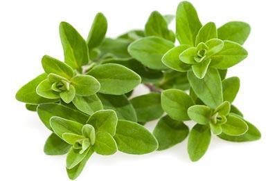 Marjoram Plant, Click And Grow, Marjoram Essential Oil, Origanum Majorana, Caviar D'aubergine, Vertical Garden Indoor, Herb Garden Kit, Smart Garden, Herbs De Provence