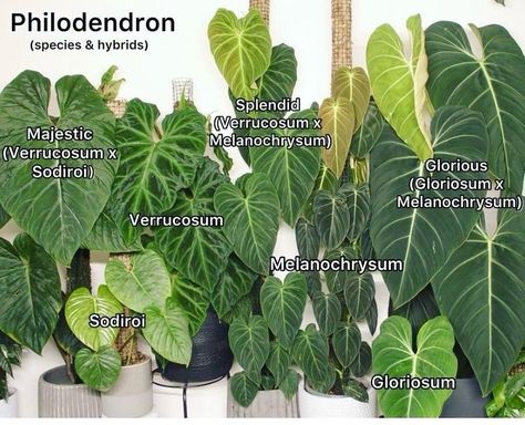 If you could choose one philodendron plant from here, which would it be? 🪴 ✨ Follow @plant_vault ✨ #philodendron #philodendronfriday #philodendronlover #philodendronlovers #philodendronplant #houseplants Philodendron Majestic, Philodendron Glorious, Philodendron Splendid, Indoor Plant Wall, Plant Goals, Philodendron Plant, Weird Plants, Plant Catalogs, Indoor Plant Care