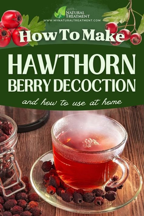 Want to learn how to make hawthorn berries decoction for heart problems? Continue reading and find out how to make this healing decoction. Hawthorn Berry Tea, Hawthorn Berries, Tree Buds, Hawthorn Tree, Hawthorn Berry, Shinrin Yoku, Berry Tea, Homemade Cleaning, Herbal Recipes