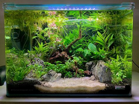 My low tech planted crystal red aquascape. The tank is a 35L Dennerle Scapers Tank. 10gallon Aquascape, Low Tech Planted Tank, Fish Tank Aquascape, Betta Aquascape Planted Aquarium, Aquascape 10 Gallon, Shrimp Aquarium Aquascaping, 37 Gallon Fish Tank Ideas, Planted Betta Aquarium, Aqua Scape Ideas Planted Aquarium