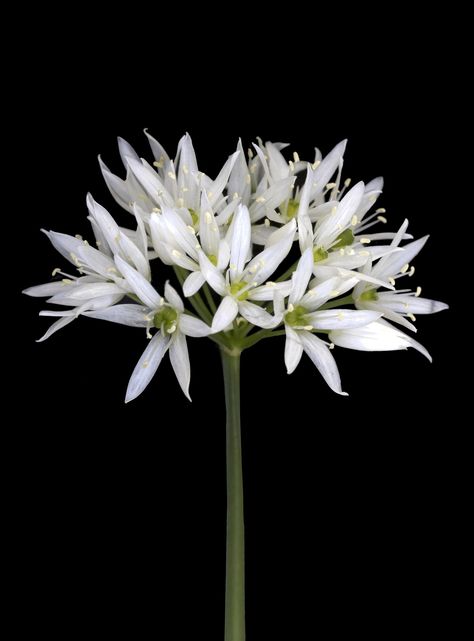 ˚Wild Garlic Wild Garlic Plant, Allium Ursinum, Garlic Flower, Wild Garlic, Flower Photos, White Flowers, Wild Flowers, Dandelion, Garlic