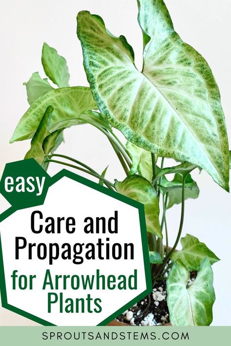 Arrow Leaf Plant, Arrowhead Plant In Water, How To Propagate Arrowhead Plant, Berry Allusion Arrowhead Plant, Arrowhead Vine Houseplant, Arrowhead Plant Propagation, Arrow Plant Care, Arrowhead Plant Varieties, Arrow Head Plants