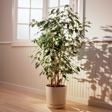 Tall House Plants, Indoor Tree Plants, Best Indoor Trees, Easy To Grow Houseplants, Tall Indoor Plants, Easy Care Houseplants, Weeping Fig, Ficus Benjamina, Large Indoor Plants