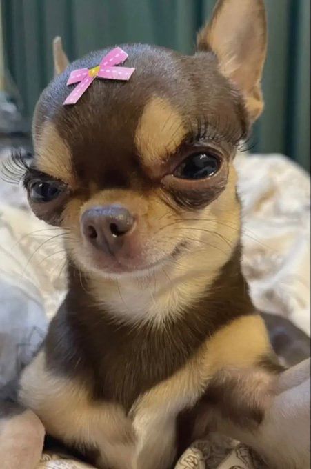 Psy Chihuahua, Funny Dog Faces, Ugly Dogs, Chihuahua Funny, Goofy Dog, Really Cute Puppies, Söt Katt, Cute Animals Puppies, Very Cute Dogs