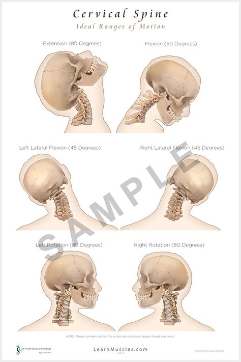 Motion Drawing, Thoracic Outlet, Cervical Spine, Anatomy Study, Online Therapy, Massage Therapy, Range Of Motion, Glossy Paper, Office Space