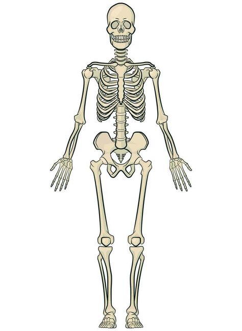 Human Body Bones Anatomy Skeleton Model Skeleton Clipart, Human Body Bones, Body Bones, Skeleton Model, Skeletal, Heart Tree, Cityscape Photos, Logo Banners, Nature Backgrounds