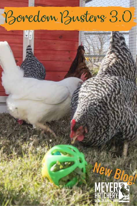 Keep your chickens from getting bored with our ideas for enrichment activities to help prevent aggressive behavior. Chicken Run Enrichment Ideas, Diy Chicken Run Activities, Activities For Chickens, Chicken Coop Boredom Busters, Bored Chickens Ideas, Chicken Stimulation, Chicken Enrichment Diy, Chicken Boredom Buster Diy, Chicken Enrichment Ideas Diy