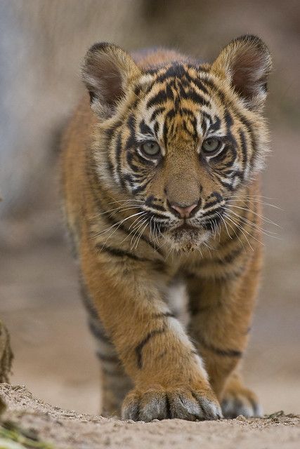 Casino Photography, Baby Tigers, Sumatran Tiger, Tiger Love, Tiger Pictures, Photography Couple, Siberian Tiger, Baby Tiger, Cute Tigers