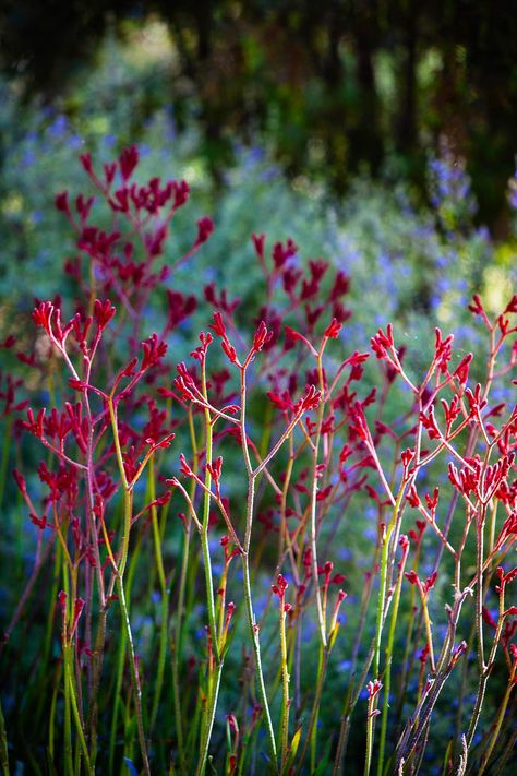 Australian Garden Design, Bush Garden, Model Architecture, Australian Native Garden, Australian Wildflowers, Australian Flowers, Australian Native Flowers, Native Flowers, Australian Plants