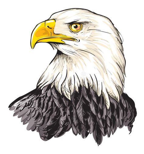 Bald eagle. Cartoon vector illustration of bald eagle (Haliaeetus leucocephalus , #sponsored, #Cartoon, #vector, #Bald, #eagle, #Haliaeetus #ad Bald Eagle Drawing, Eagle Cartoon, Haliaeetus Leucocephalus, Eagle Face, Eagle Drawing, Eagle Painting, Eagle Pictures, Bird Watercolor, American Auto