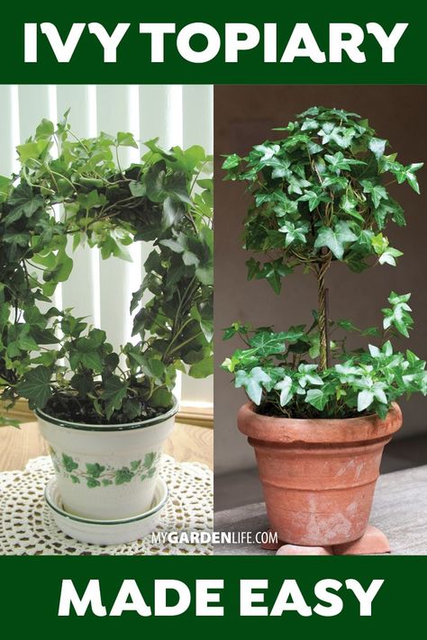 Learn how to make an ivy topiary! Follow these step-by-step directions for beginners and make your first houseplant topiary. #MyGardenLife  #IvyTopiary #BeginnerTopiary #InteriorDecorating #diy Ivy Topiary Indoor, Ivy In Containers, Ivy Topiary Outdoor, Potted Ivy Indoor, Ivy In Pots, Diy Topiary Frame, Ivy Topiary Diy, Indoor Topiary, Ivy Topiary