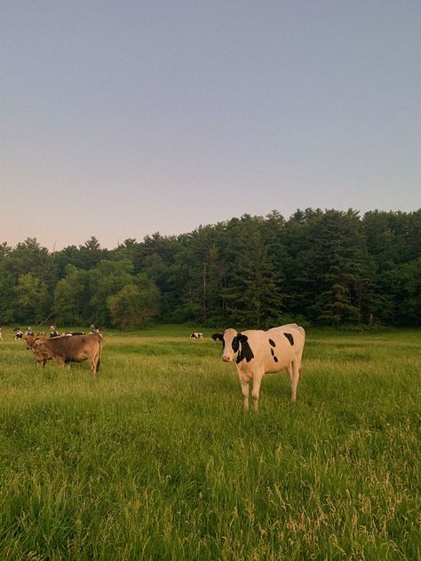 Black and white cow. Brown cow. Green field. Aesthetic farm life Cow Field Aesthetic, Pretty Farm, Brown Cow, Nature Aesthetic Green, Green Field Aesthetic, Aesthetic Field, Aesthetic Farm, Green Field, Green Brown Aesthetic