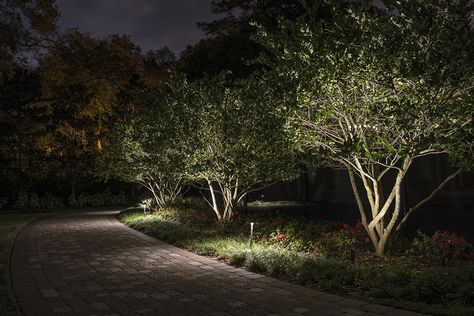 landscape lighting small trees Solar Uplighting Trees, Solar Uplighting, Garden Uplighting, Garden Uplights, Uplighting Trees, Tree Lighting Ideas, Tree Uplighting, Best Outdoor Solar Lights, Outdoor Tree Lighting