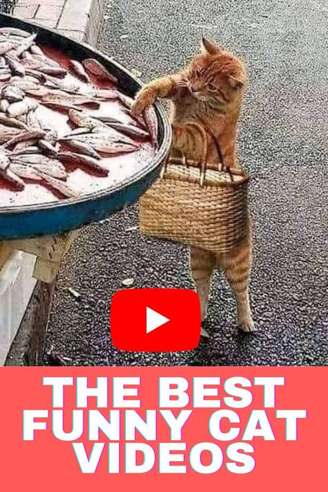 Cute Animal Videos Funny, Cat Photos Funny, Silly Cats Videos, Cute Cat Videos Funny, Funny Cat Gif, Funny Kitten Videos, Fat Cats Funny, Funny Cat Clothes, Animal Videos Funny