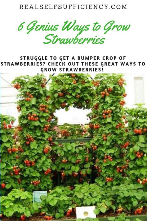 Get bumper crops of strawberries with these genius ideas! Ways To Grow Strawberries, Organic Plan, Strawberry Trellis, Growing Strawberries Vertically, Pallet Gardens, Growing Strawberries In Containers, Strawberry Bush, Strawberries In Containers, Grow Strawberries