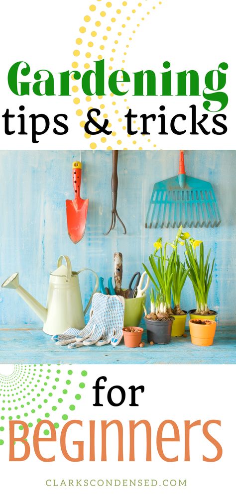 this pin has a picture of white rustic tin can orange garden shovel, blue rake with orange handles, plants on tiny pots and gardening tools on a blue background. the texts say "gardening tips and tricks for beginners" in green, orange and black colored fonts. the pin background is white decorated with dots arranged in two circles (in yellow green and yellow color) . Best Beginner Garden Plants, First Time Garden Tips, First Garden How To Start Your, Garden For Dummies, Prepare Garden For Planting, When To Start Seeds Indoors, Seed Starting Indoors, When To Start Seeds, Garden Beginner Get Started