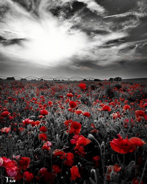 . 💥💦 SPLASH WEDNESDAY 💦💥 ___________________________ Congratulations 📸 @s_8_s_bw ___________________________  Photo selected b Remembrance Day Art, Color Splash Photo, Splash Color, Remembrance Day, British Army, Bw Photo, Not Allowed, Color Splash, Take A