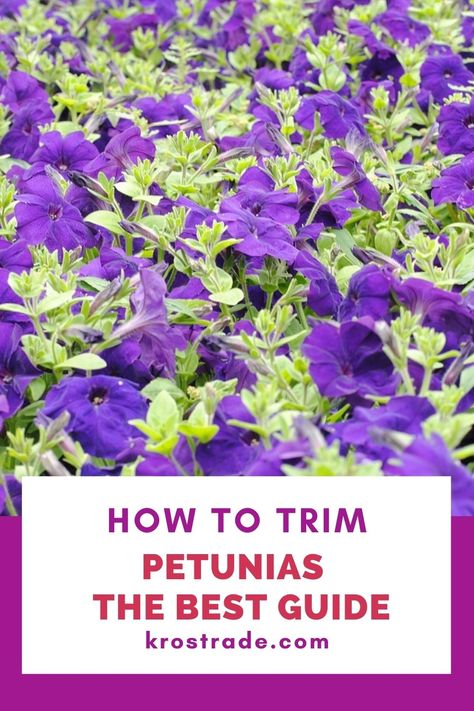 However, this doesn’t mean that your plants will require heavy maintenance; remember that some petunias are self-cleaning as well. Faded Flowers, Wave Petunias, Petunia Flower, Easy Waves, Deadheading, Flowering Shrubs, Ground Cover, Petunias, Perennials