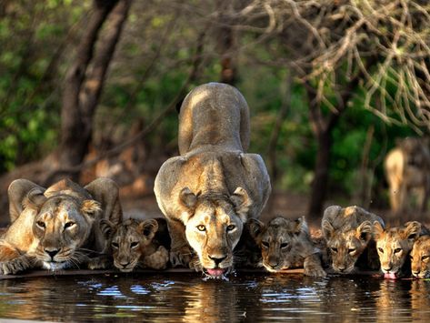 Big Cats Gir Forest, Asiatic Lion, Cheetah Cubs, Cat Brain, Lion Family, Lion Photography, Beautiful Lion, Lions Photos, Leopard Cat