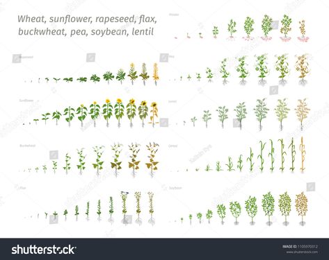 Wheat Vector, Soy Bean, Mandala Design Art, Plant Growth, Buckwheat, Growing Plants, Lentils, Biology, Peas