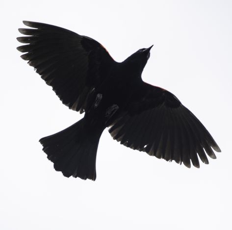 Red Winged Blackbird hovering overhead image - Free stock photo - Public Domain photo - CC0 Images Red Wing Blackbird Tattoo, Blackbird Flying, Red Winged Blackbird, Flying Bird Silhouette, Red Wing Blackbird, Hand Shadows, Open Wings, Public Domain Photos, Bird Silhouette