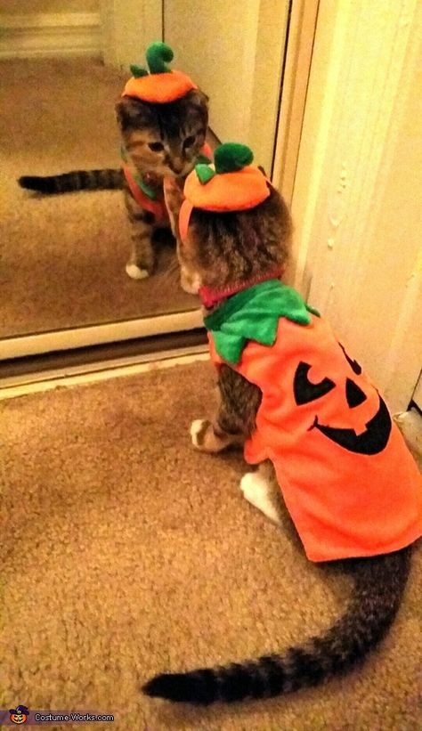 Cats On Halloween, Cat And Owner Halloween Costumes, Cat Costumes For Cats, Cat In Halloween Costume, Halloween Aesthetic Cute, Cat Costumes Halloween, Halloween Costumes For Cats, Kitty Halloween Costume, Kitten Halloween Costumes