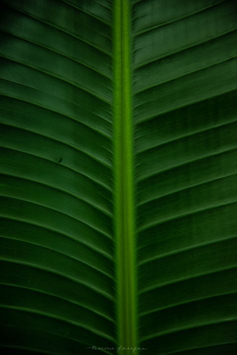 Green Tropical Leaf Background Image Copyright Annie Fairfax Philodendron Palm Leaves Banana Leaf Lime Juice Margarita, Lime Cocktails, Lime Margarita Recipe, Lime Leaves, Green Leaf Background, Plant Logos, Mobile Backgrounds, Leaf Curtains, Lime Margarita