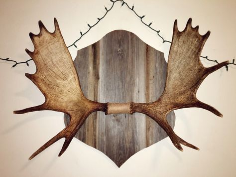 Moose rack//barn wood Moose Antler Mount, Moose Head Decor, Moose Antler Decor, Moose Mount, Antler Ideas, Antler Mount, Antlers Decor, Moose Head, College Hockey