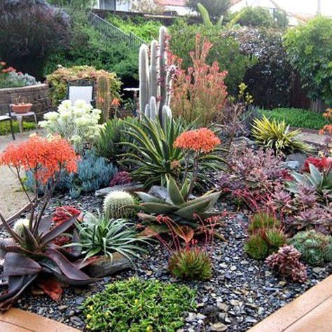 Drought Tolerant Landscape Front Yard, California Landscaping, Succulent Garden Landscape, Cactus Indoor, Garden Cactus, Succulent Landscape Design, Old Town San Diego, Drought Tolerant Garden, Succulent Garden Design