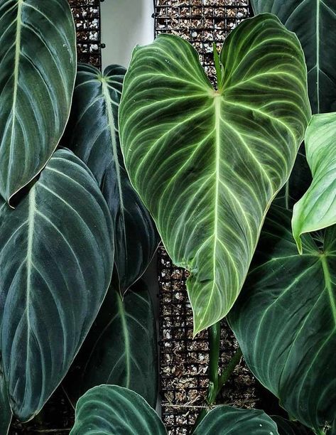 Splendid Philodendron, Philodendron Splendid, Wishlist Plants, Plants Hanging, Plant House, Hanging Plant Wall, Forest Plants, Garden Mini, Plant Diseases