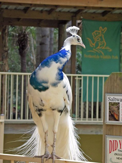 Albino Peacock, Regnul Animal, Albino Animals, White Peacock, Model Reference, Rare Animals, Pretty Animals, White Bird, Exotic Birds